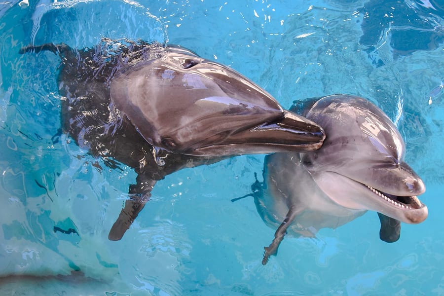 اینو شیما ایکویریم کے ٹکٹ, at Enoshima Aquarium, Tokyo