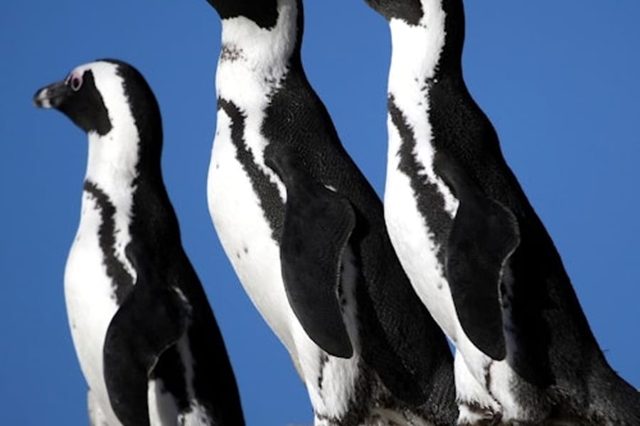 Table Mountain & Cape Point: Small-Group Tour