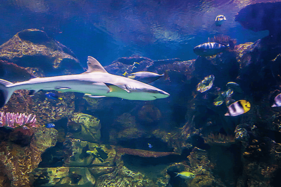 Shark Reef Aquarium at Mandalay Bay: Entry Ticket, Las Vegas
