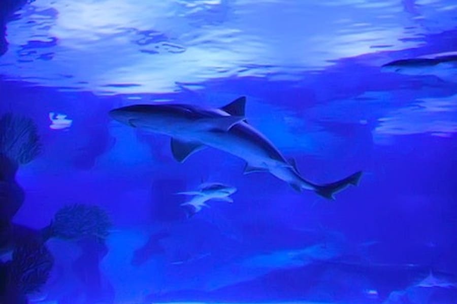 安塔利亞水族館及面對面蠟像館, at Antalya Aquarium, Antalya