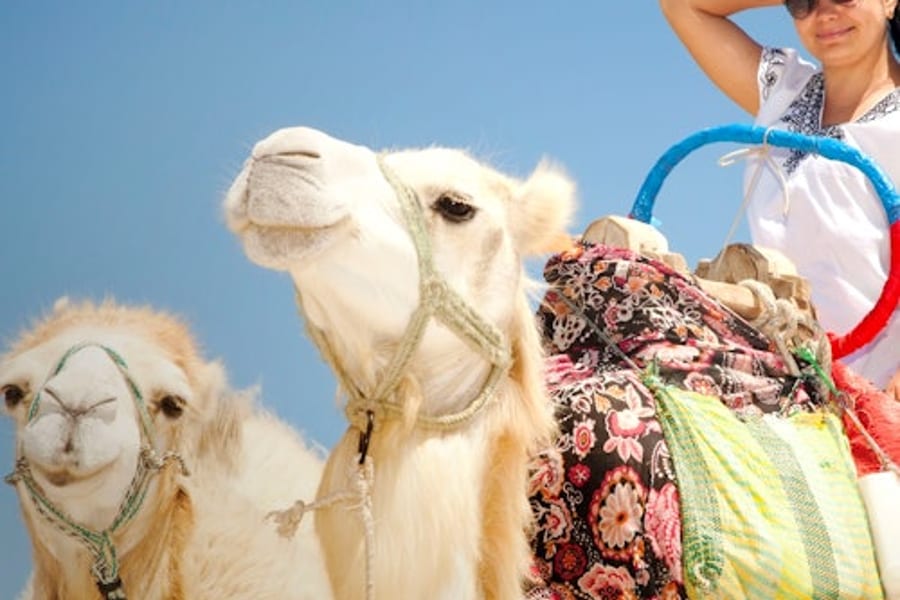हुर्गदा: 1-घंटे की गाइडेड ऊंट सवारी + स्थानांतरण, Hurghada