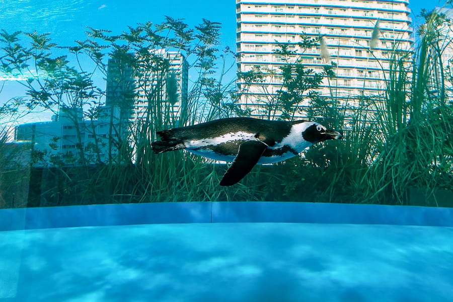 سنشائن ایکویریم کے ٹکٹ, at Sunshine Aquarium, Sunshine City World Import Mart rooftop, Tokyo