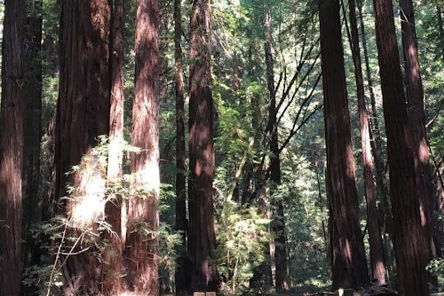 San Francisco City Tour + Muir Woods, Mill Valley