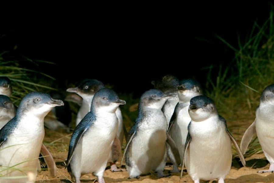 Penguin Parade + Moonlit Sanctuary Wildlife Park: Day Trip from Melbourne, at Phillip Island Nature Parks