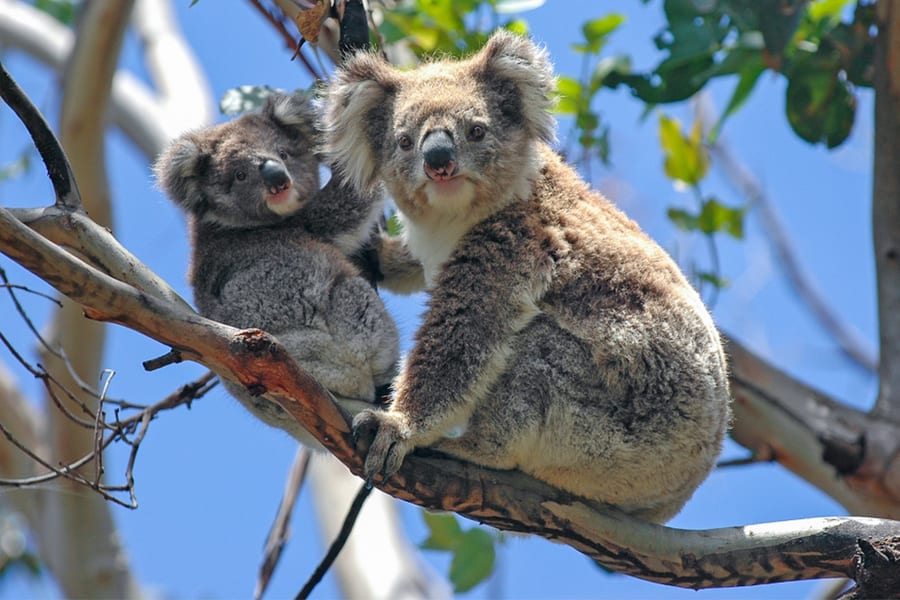 From Melbourne: Full-Day Guided Tour of Phillip Island Wildlife with Penguin Parade & Brighton Beach Boxes , Melbourne