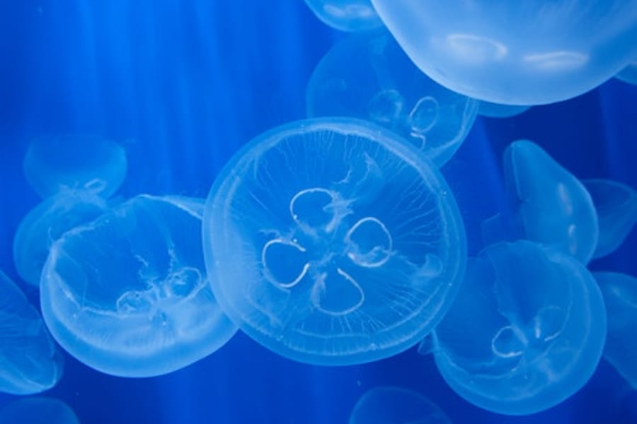 Aquarium of Genoa & Whale Watching Cruise