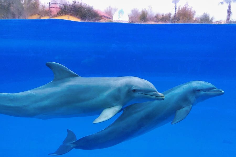 Kombinasjon: Selwo Marina med Benalmádena taubane, Malaga
