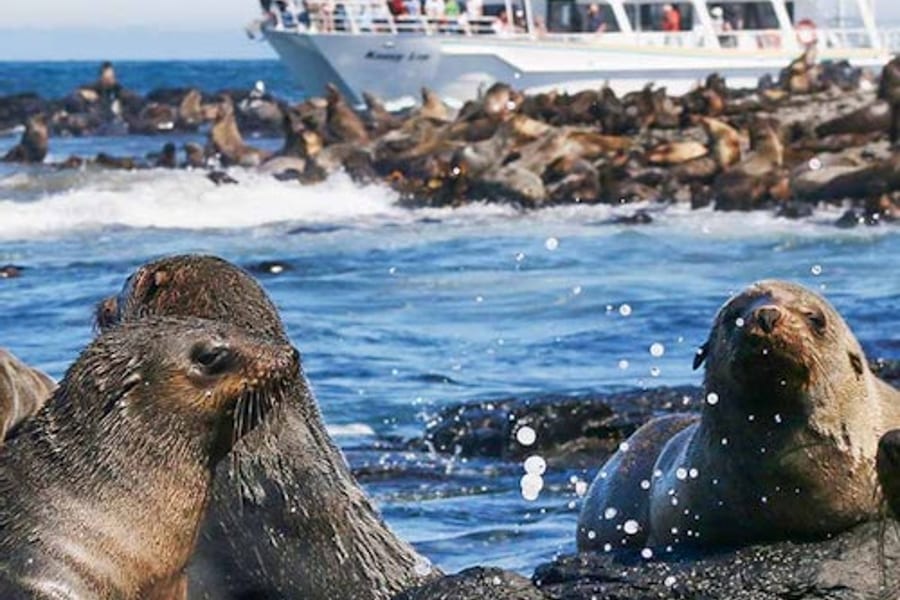 Phillip Island Seal Watching Cruise, Phillip Island