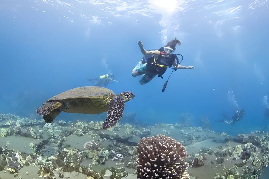 Maui Turtle and Shark Dive Tours, Hawaii