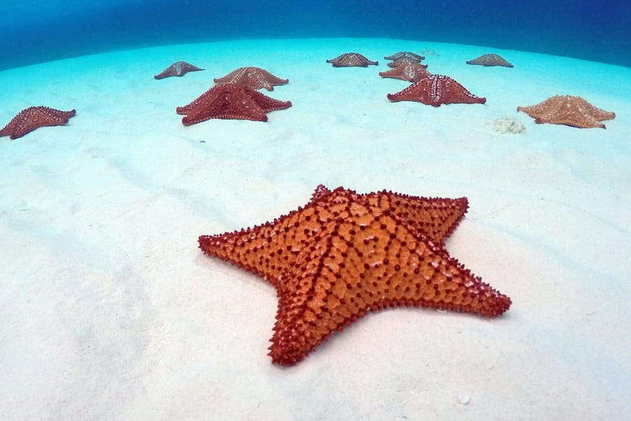 Palancar Reef, El Cielo & KUZÁ Beach Park: Snorkeling Tour from Cozumel, at Sailing Day Trips from Cancún, Isla Mujeres