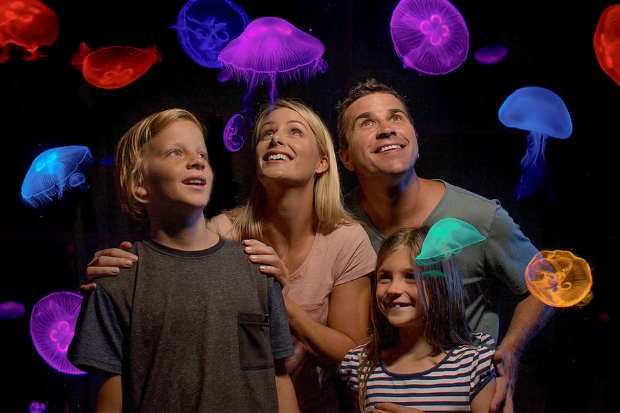 SEA LIFE Sunshine Coast Aquarium Tickets, Sunshine Coast