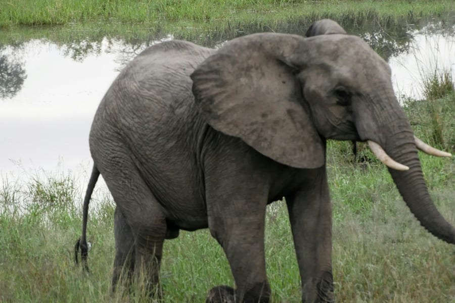 Kruger National Park: Entry + Guided Tour + Transport, Hazyview