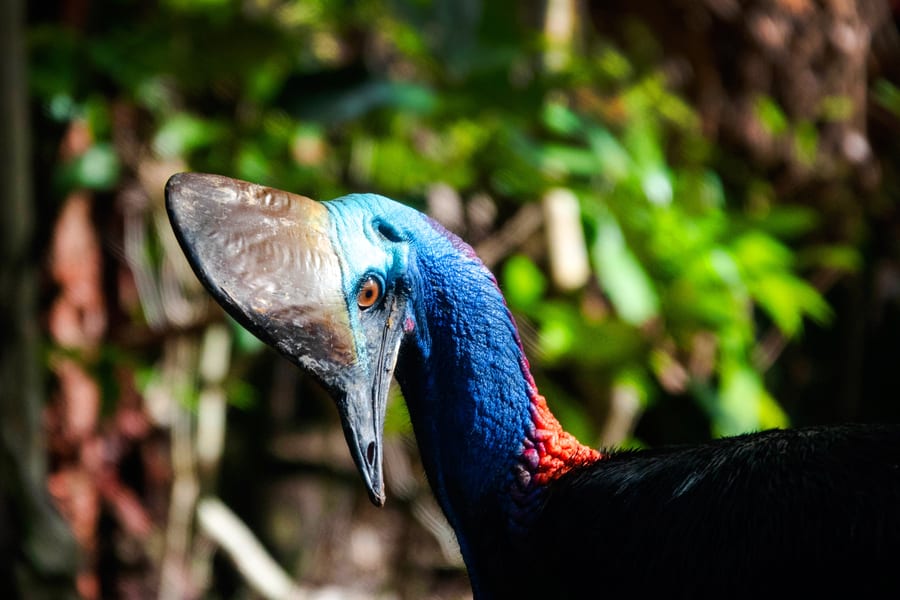 From Port Douglas: Small Group Half Day Tour of Daintree & Mossman Gorge with River Cruise & Picnic Lunch, Cairns