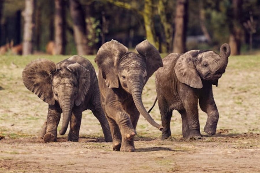 Safaripark Beekse Bergen, Hilvarenbeek