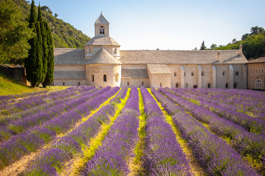 From Marseille: Lavender Fields Tour, Provence