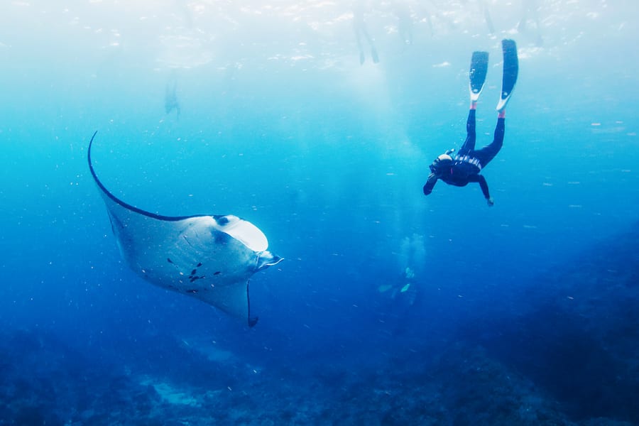 Snorkel with Manta Rays with Lembongan Island Tour & Hotel Transfers, Bali