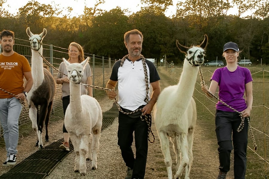 Mödling Vienna: Alpaca & Llama Hiking Tour, at Vienna Hiking Activities