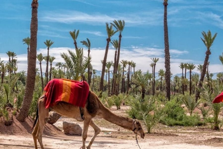 Palmeraie: Guided Quad Adventure & Camel Ride + Transfers from Marrakesh, at Quad Biking Marrakech