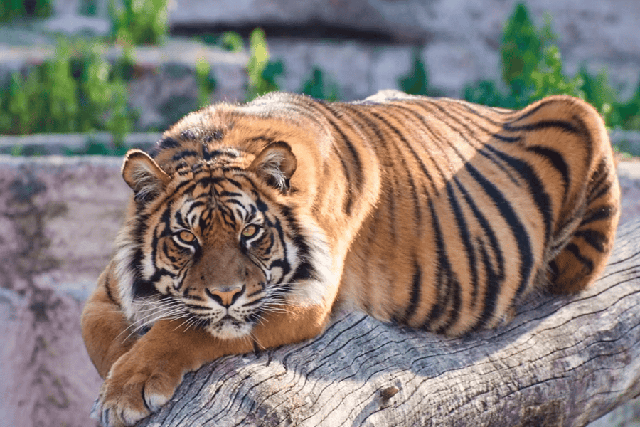 Tickets to Barcelona Zoo, Barcelona