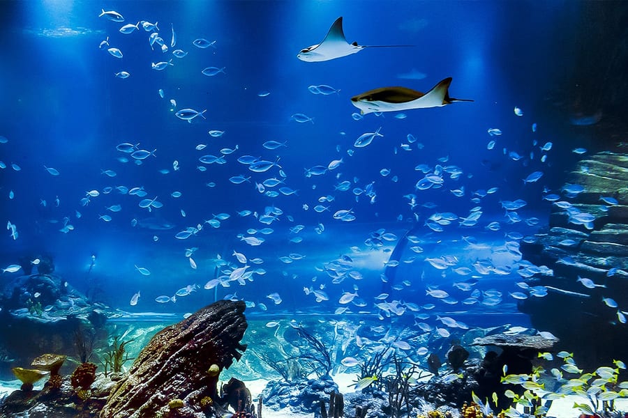 马德里亚特兰蒂斯水族馆门票, at Atlantis Aquarium Madrid, Madrid