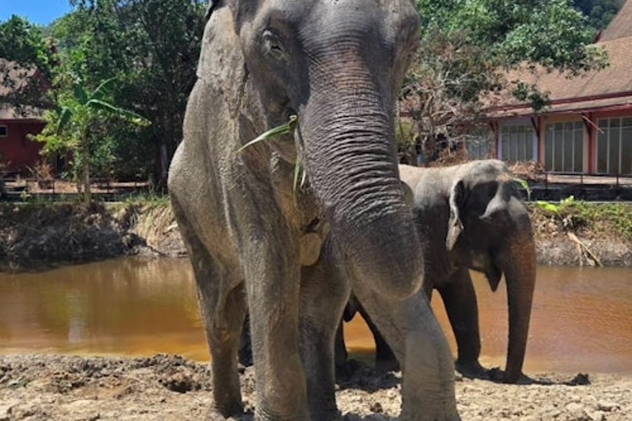Freedom Elephant Reserve Phuket: Guided Tour + Roundtrip Transport, Tambon Chalong