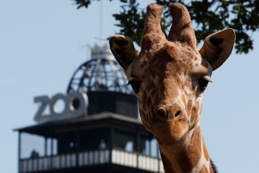 Copenhagen ZOO: Skip The Line Ticket, at Copenhagen Zoo