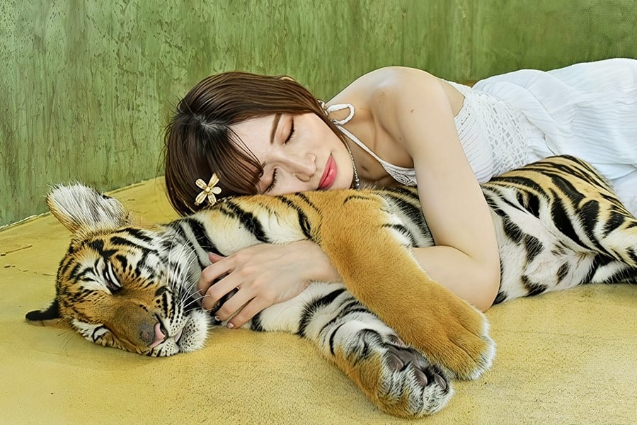 Mga Tiket sa Tiger Kingdom kasama ang Pribadong Sasakyan at Pakikipag-ugnayan sa mga Tigre, at Pa Tong, Kathu District, Phuket, Thailand, Phuket