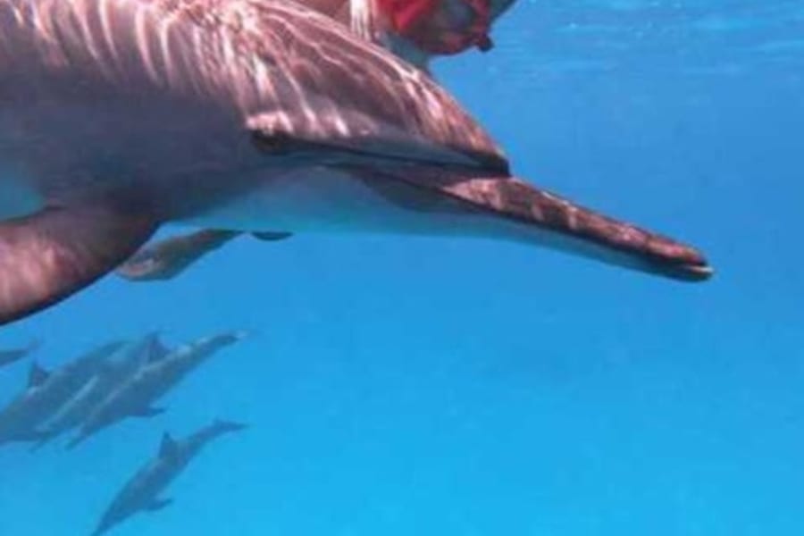 Sha'ab Samadi: Snorkeling alla Casa dei Delfini con Pranzo, Marsa Alam