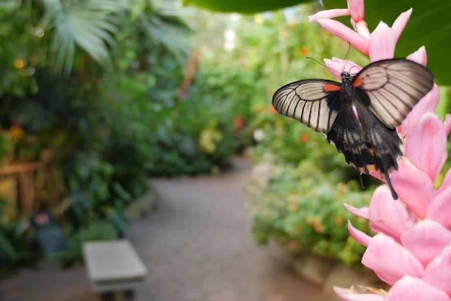 Victoria Butterfly Gardens: Entry Ticket, at Victoria Butterfly Gardens