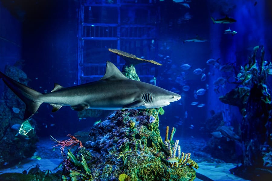 Marine Safari Bali Tickets, at Marine Safari Bali