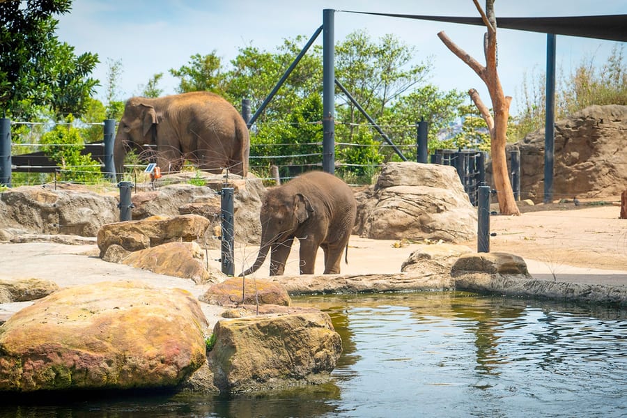 Taronga Zoo -liput, at Taronga Zoo, Sydney