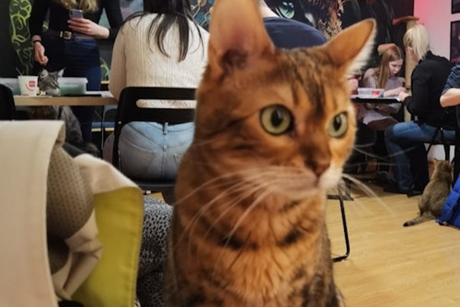 Cat Museum Budapest: Guided Acrylic Painting Workshop, at Cat Museum Budapest