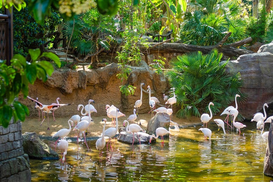 Bioparc Fuengirola Tickets, Malaga