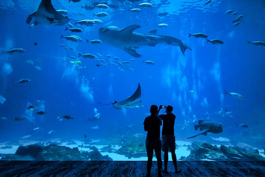 Билеты в океанариум Окинава Тюрауми, at Okinawa Churaumi Aquarium, Okinawa