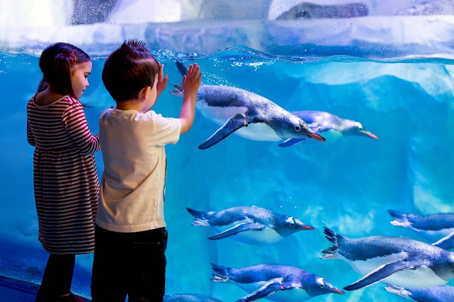 SEA LIFE London Aquarium: Anytime Entry Tickets, at SEA LIFE London Aquarium