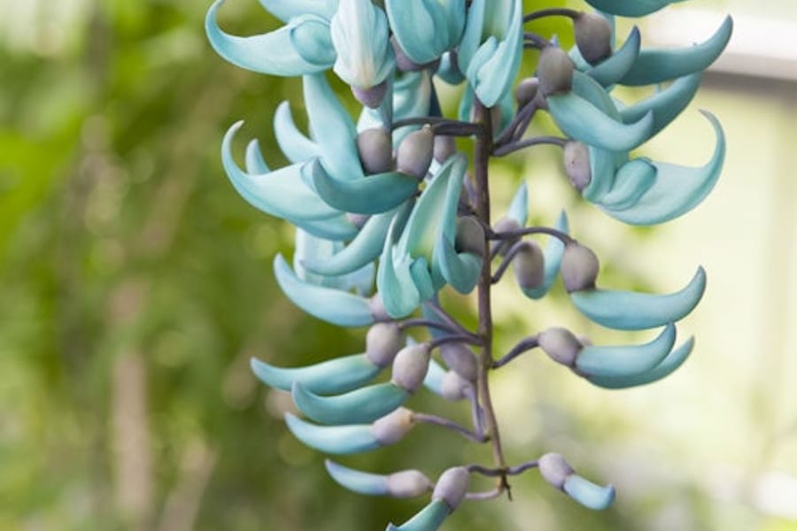 Hortus Botanicus Leiden: Skip The Line Ticket, at Hortus Botanicus Leiden