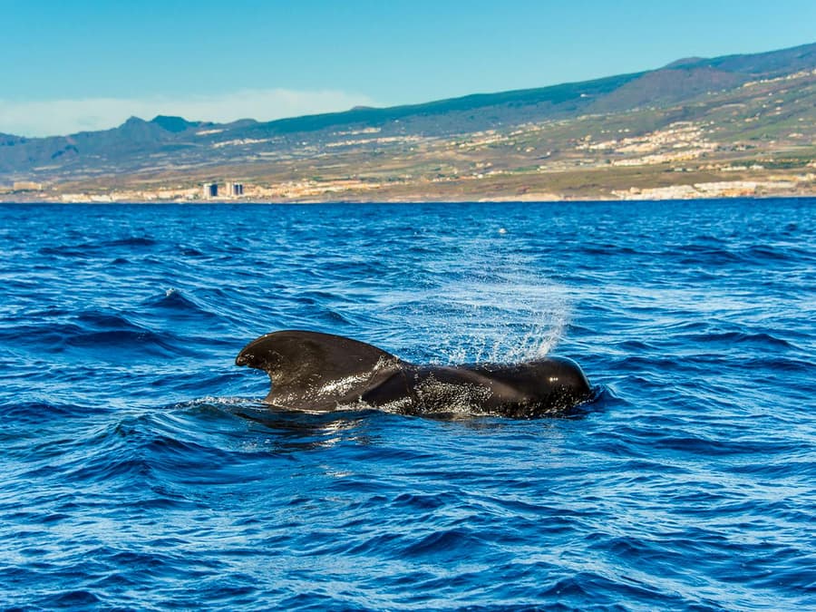 Costa Adeje: Whale & Dolphin Watching Cruise