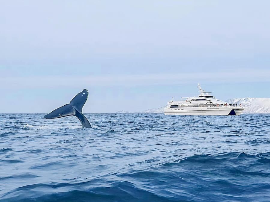 From Tromso: Whale Watching Tour On Motor Catamaran
