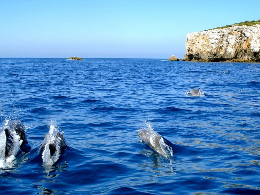 Dolphin Watch - Guided Tour