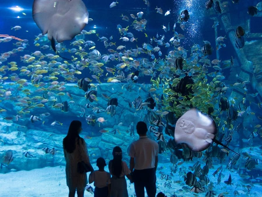 Lotte World Aquarium Hanoi: Entry Ticket