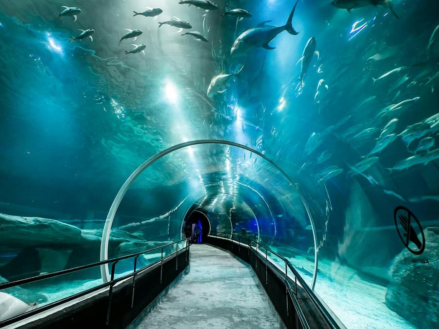 AquaRio: Rio de Janeiro Aquarium Tickets