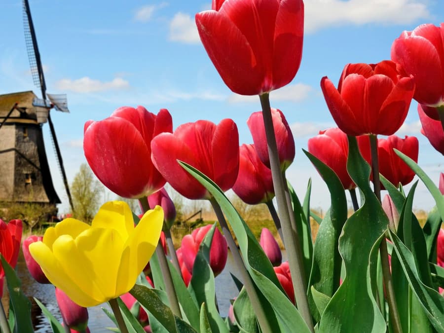Keukenhof: Entry + Roundtrip Bus Transfer from A’dam Tower