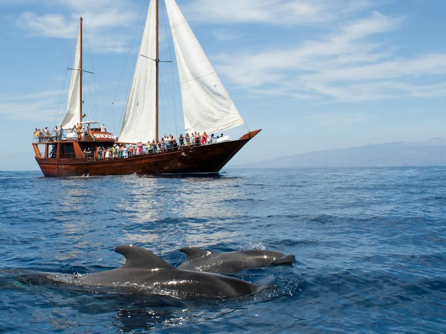 Costa Adeje: 2-Hr Guided Whale & Dolphin Watching Cruise