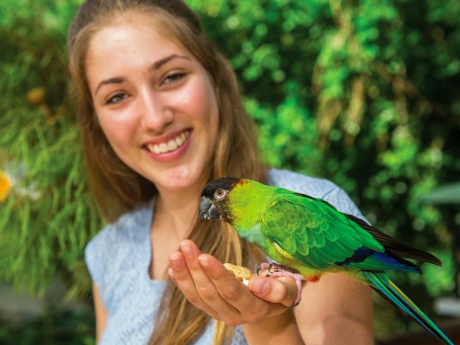 Tickets to Kuranda Koala Gardens, Birdworld Kuranda, & Australian Butterfly Sanctuary