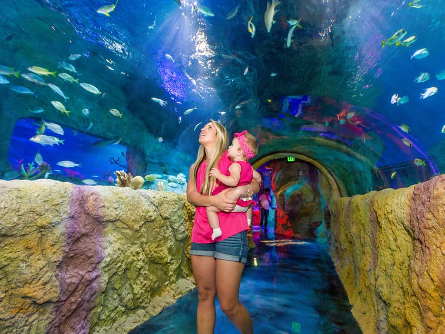 Madame Tussauds & SEA LIFE Orlando: Combo Ticket