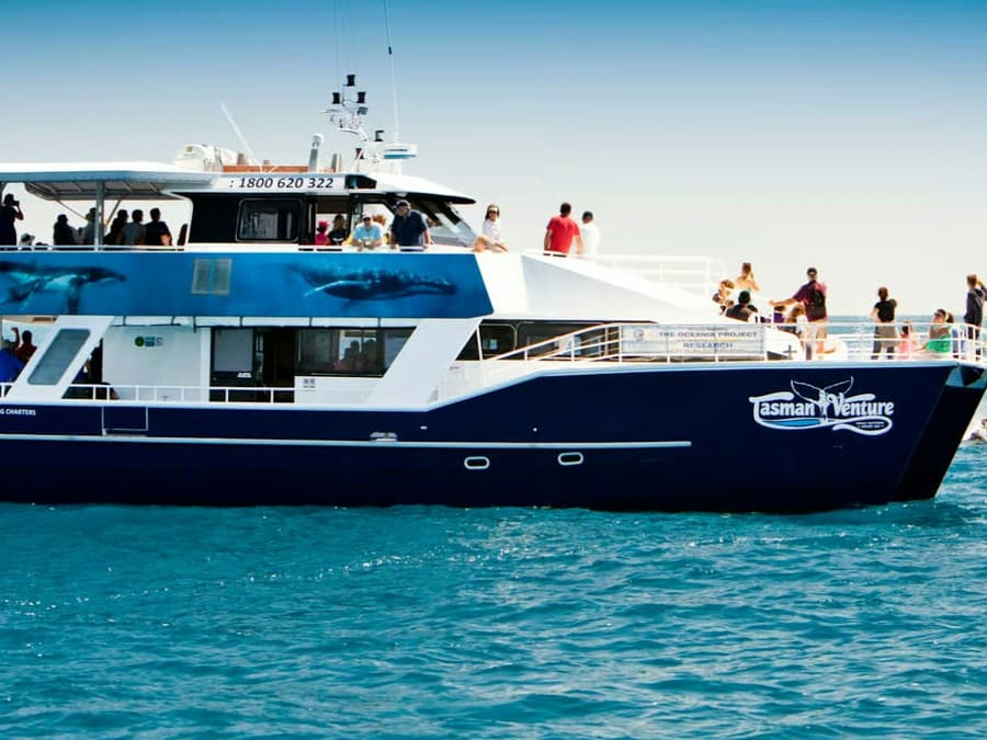 Hervey Bay: Half-Day Whale Watching Cruise + Transfers