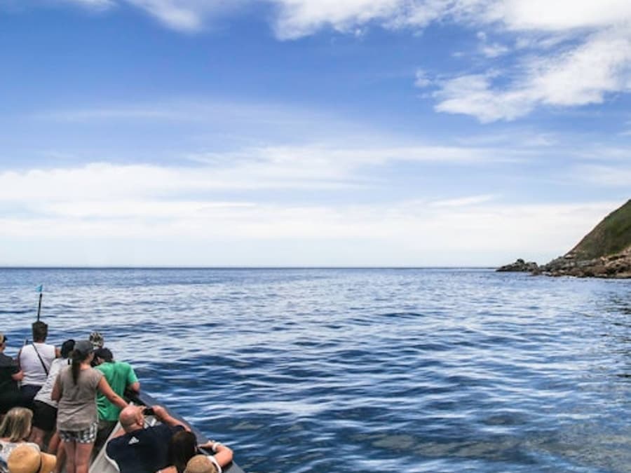 Pulau Duiker: Pelayaran Melihat Anjing Laut
