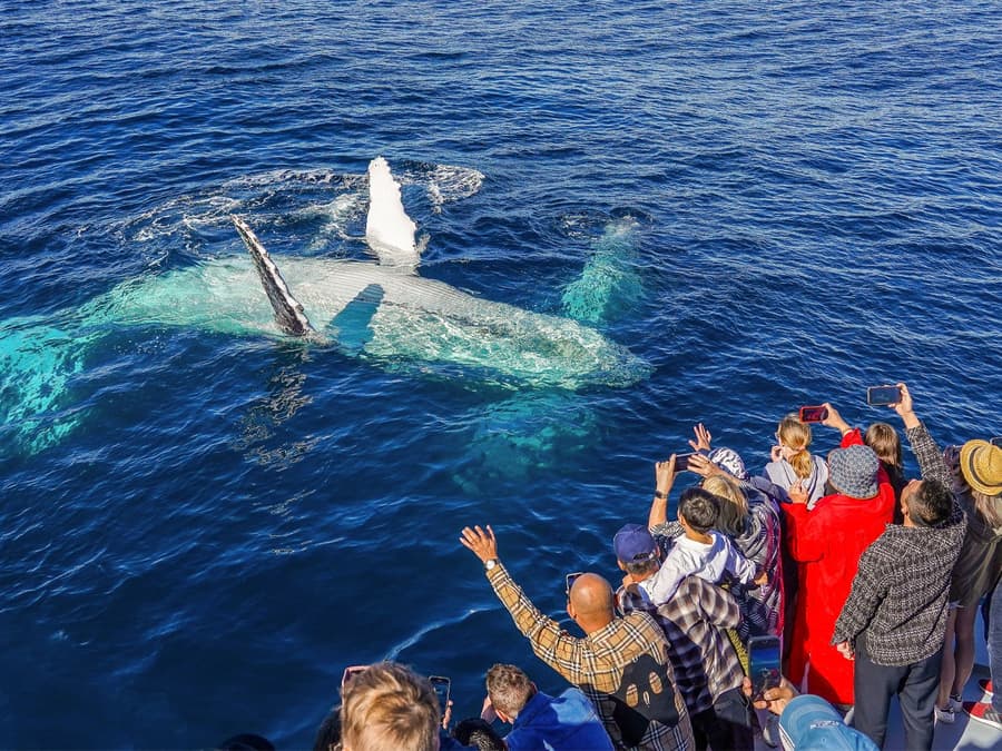 Premium Whale Watching Cruise by SeaWorld