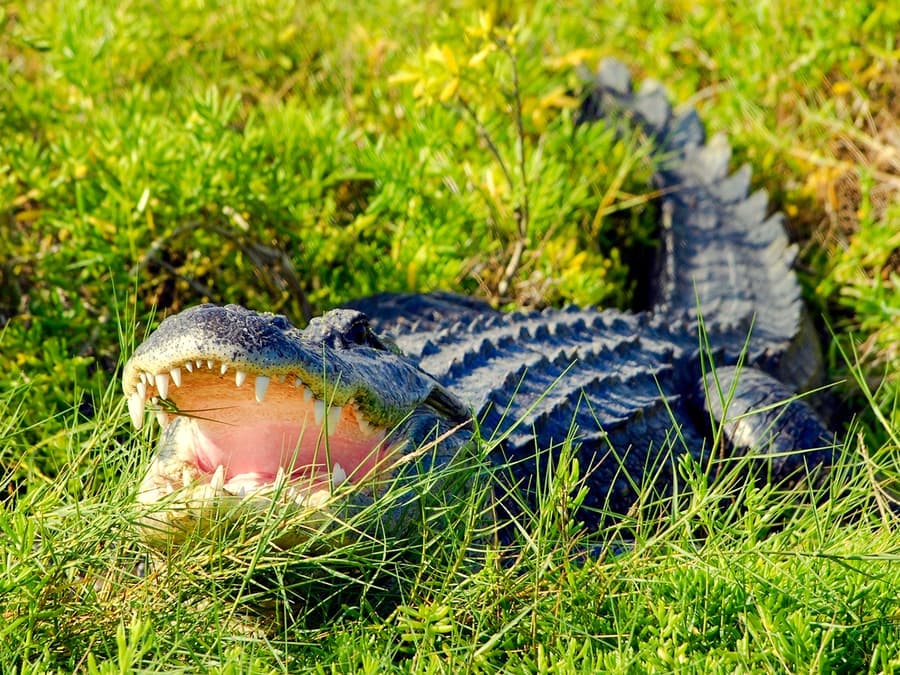 Tour di 30 minuti in airboat nelle Everglades con biglietti per il Parco Faunistico