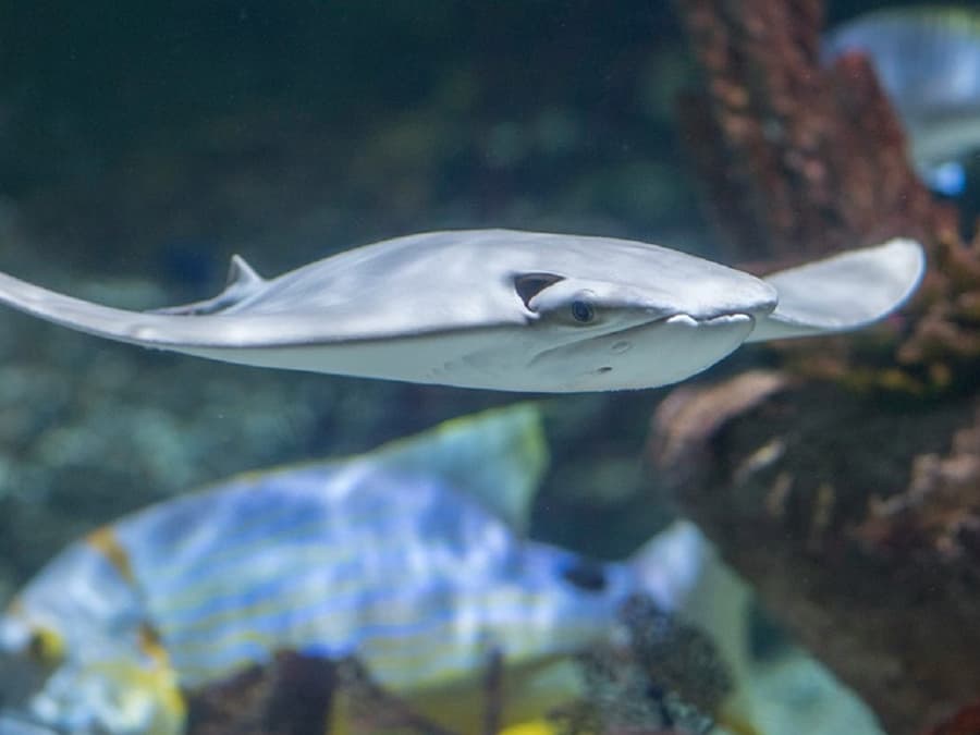Seaquarium Le Grau-du-Roi: Entry Ticket